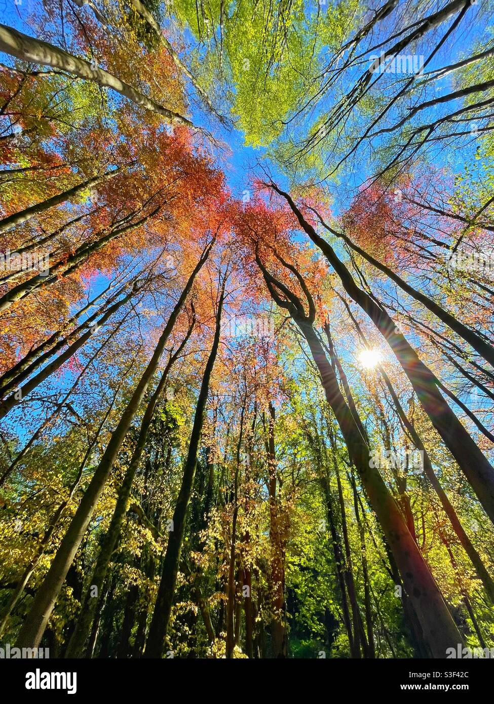 Luce del sole attraverso foglie fresche di faggio verde e rame, periodo primaverile. Foto Stock