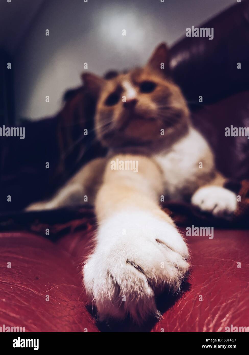 Gatto PET con una zampa di potere - Immagine stock catturata con smartphone