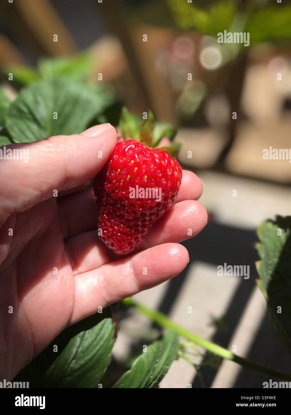 Tenere a mano una fragola matura appena raccolta da un balcone giardino Foto Stock