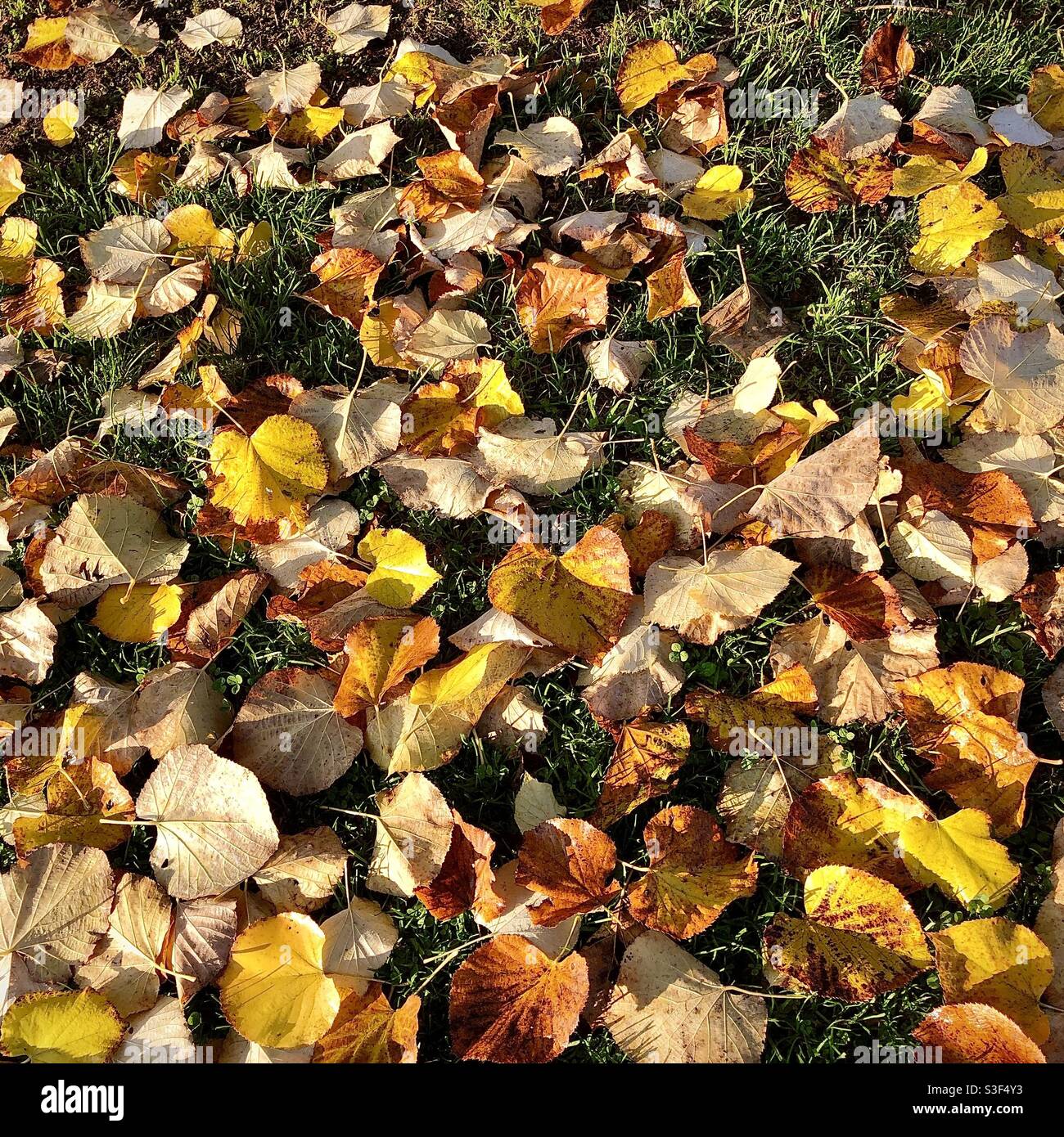 Caduto Foglie di autunno. - Immagine stock catturata con smartphone