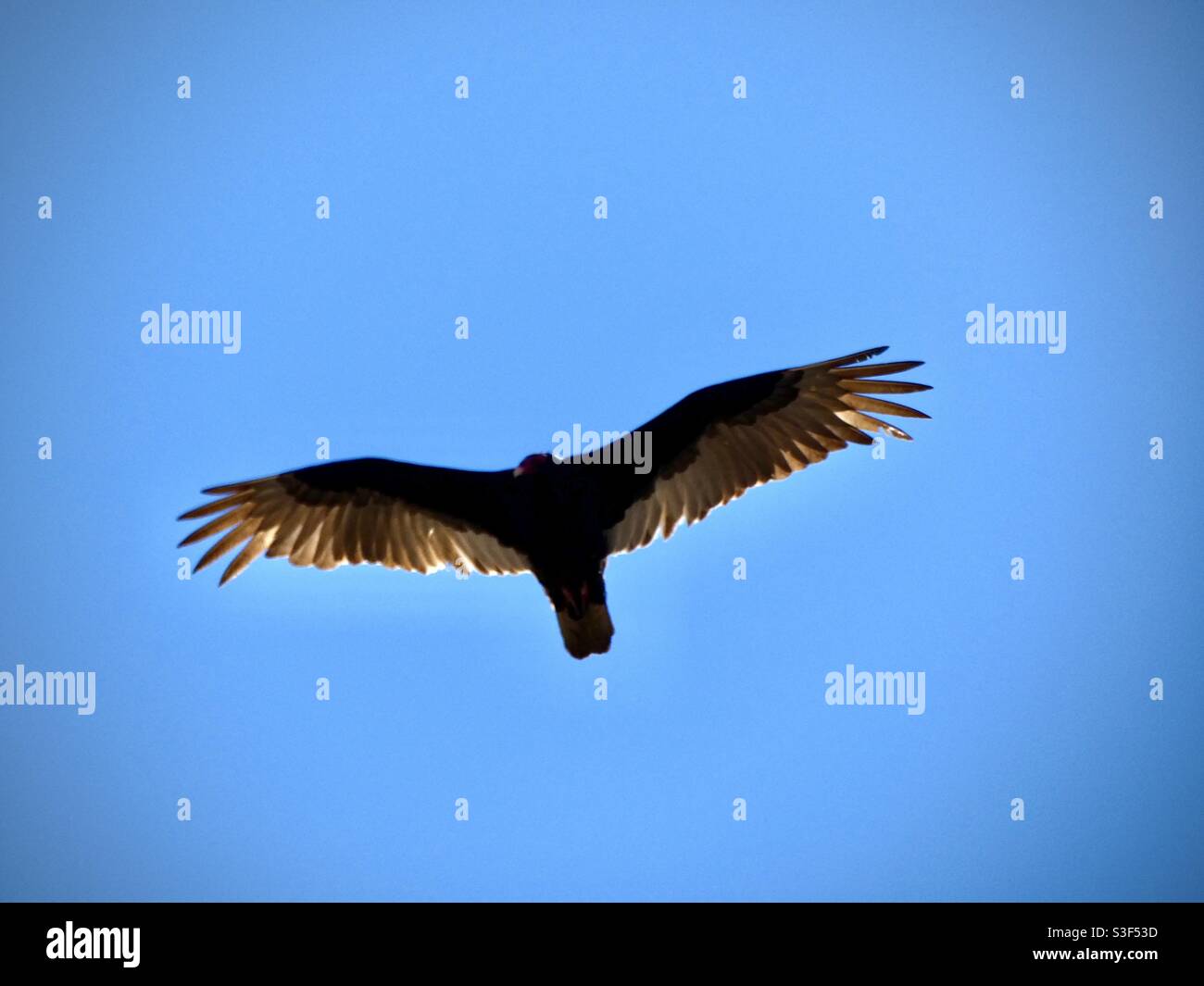 Turchia Vulture volare Foto Stock