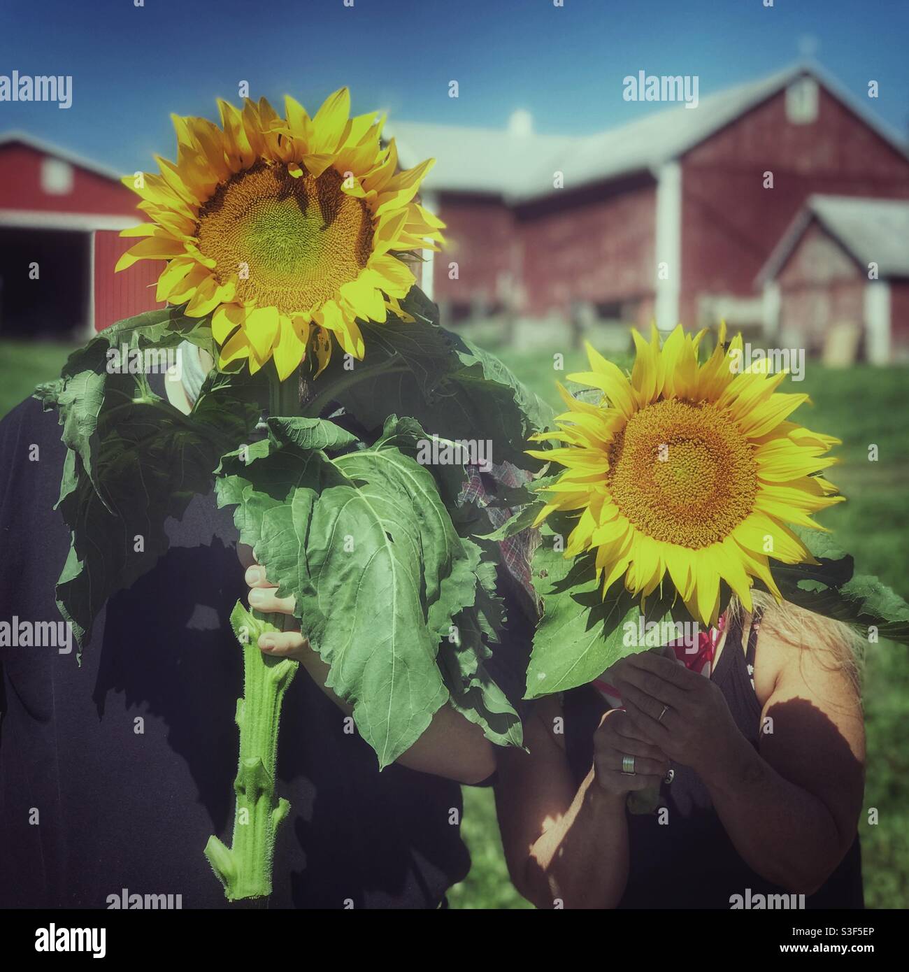 Uomo e donna che tengono grandi girasoli davanti ai loro volti con un fienile rosso sullo sfondo - Immagine stock catturata con smartphone