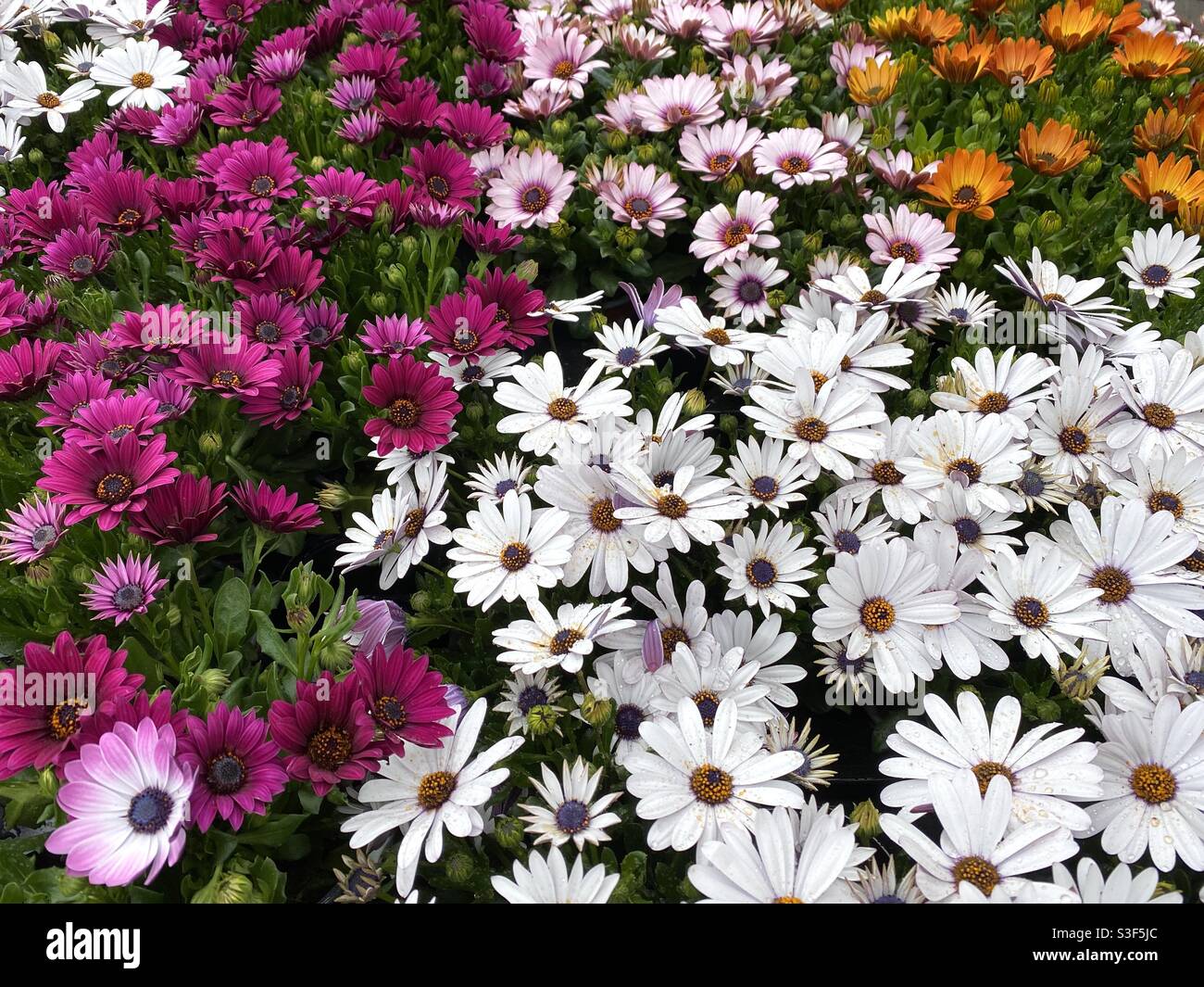 Coloratissima esposizione di fiori estivi in giardino Foto Stock