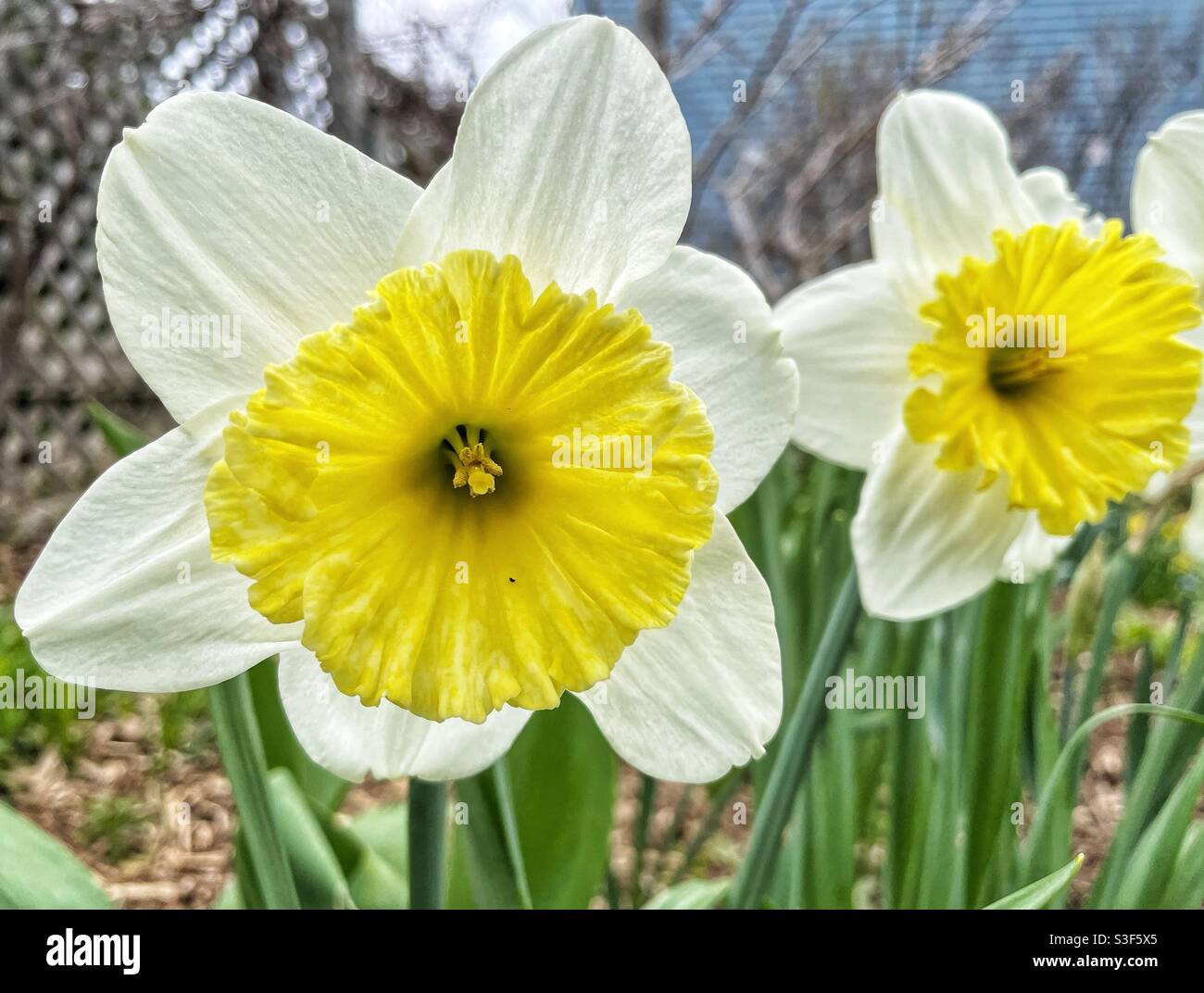 Ice Follies Daffodils nel giardino della casa. - Immagine stock catturata con smartphone
