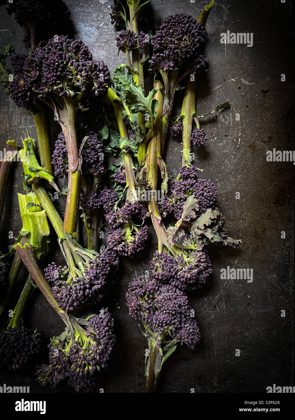 Broccoli germogliato viola su sfondo scuro Foto Stock