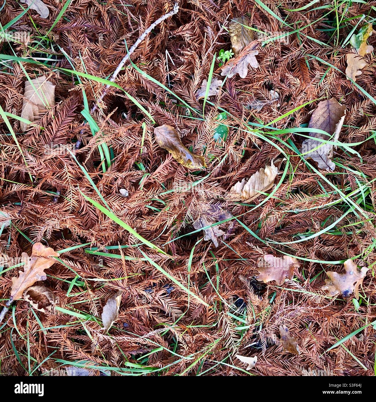 Pavimento forestale in autunno con aghi di pino caduto. - Immagine stock catturata con smartphone