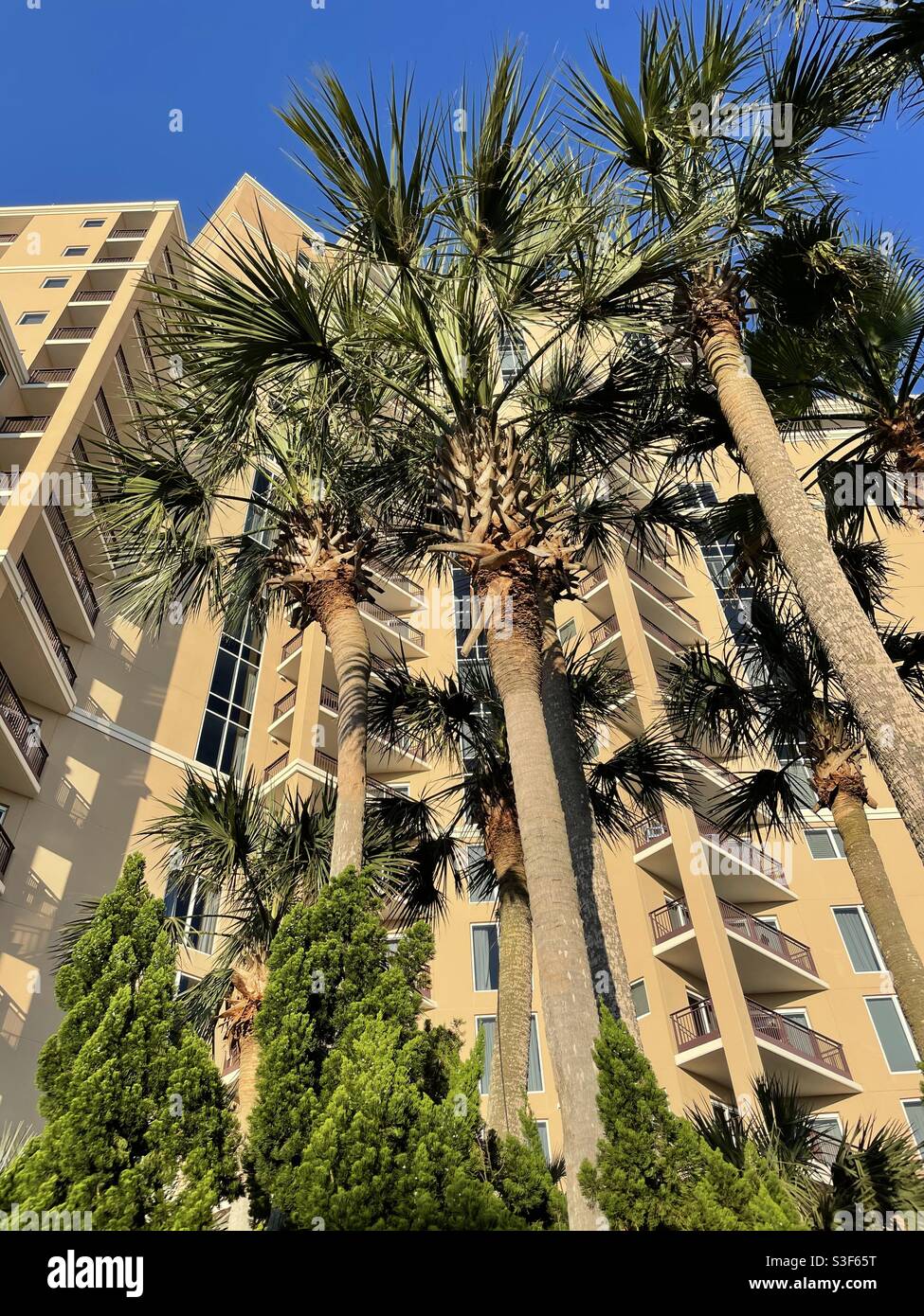 Si affaccia su grandi palme e su un grande edificio Foto Stock
