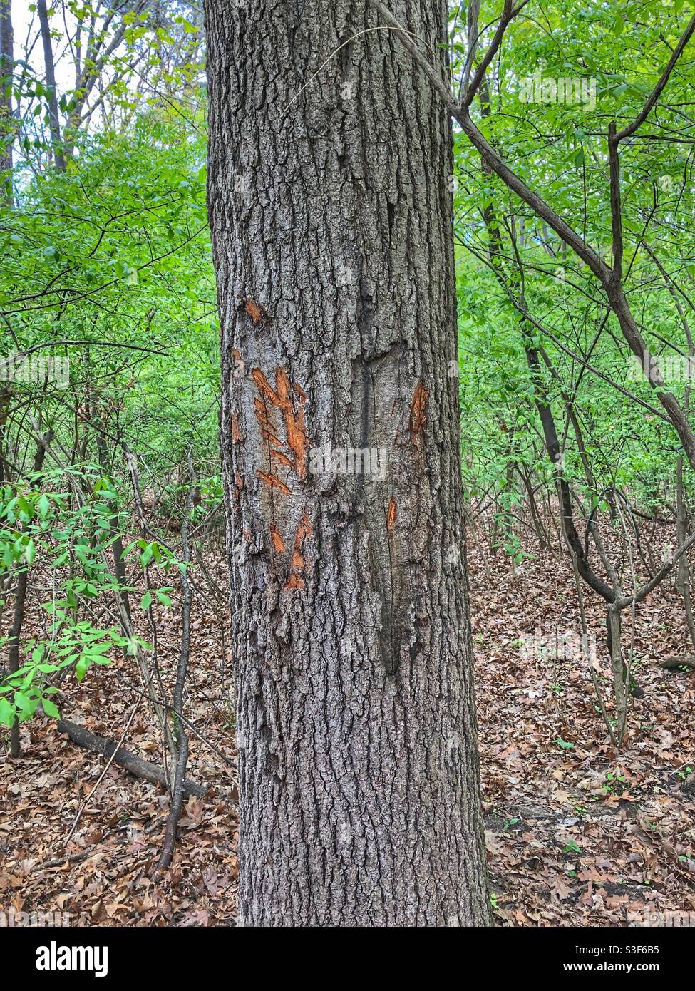 Marcature di una farfalla su un tronco di albero. Foto Stock