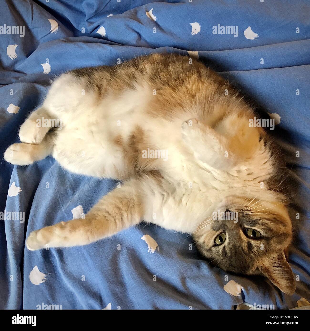 Cute gatto arricciato su una copertura del letto. Foto Stock