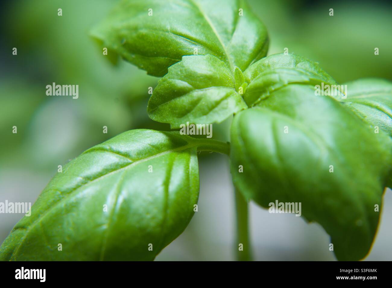 Macrofotografia di basilico, colore verde Foto Stock