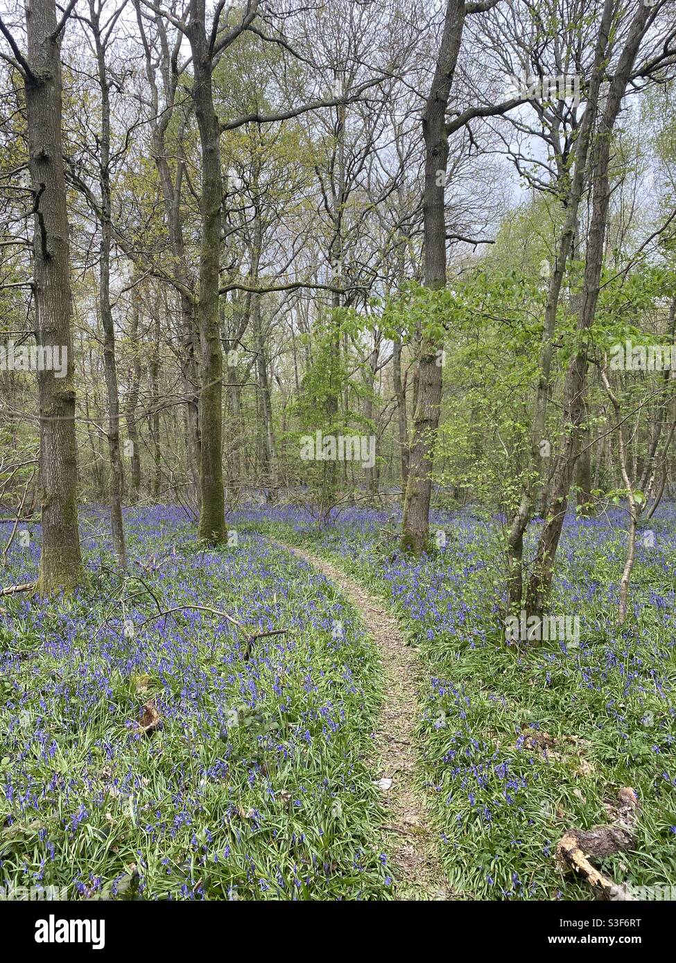 Percorso di bosco attraverso i bluebells Foto Stock