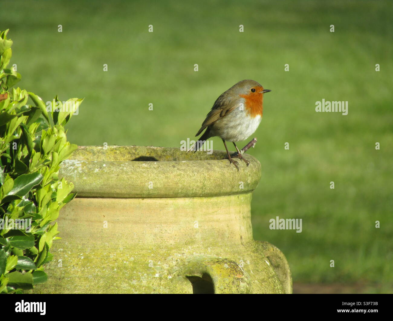 Robin in giardino Foto Stock
