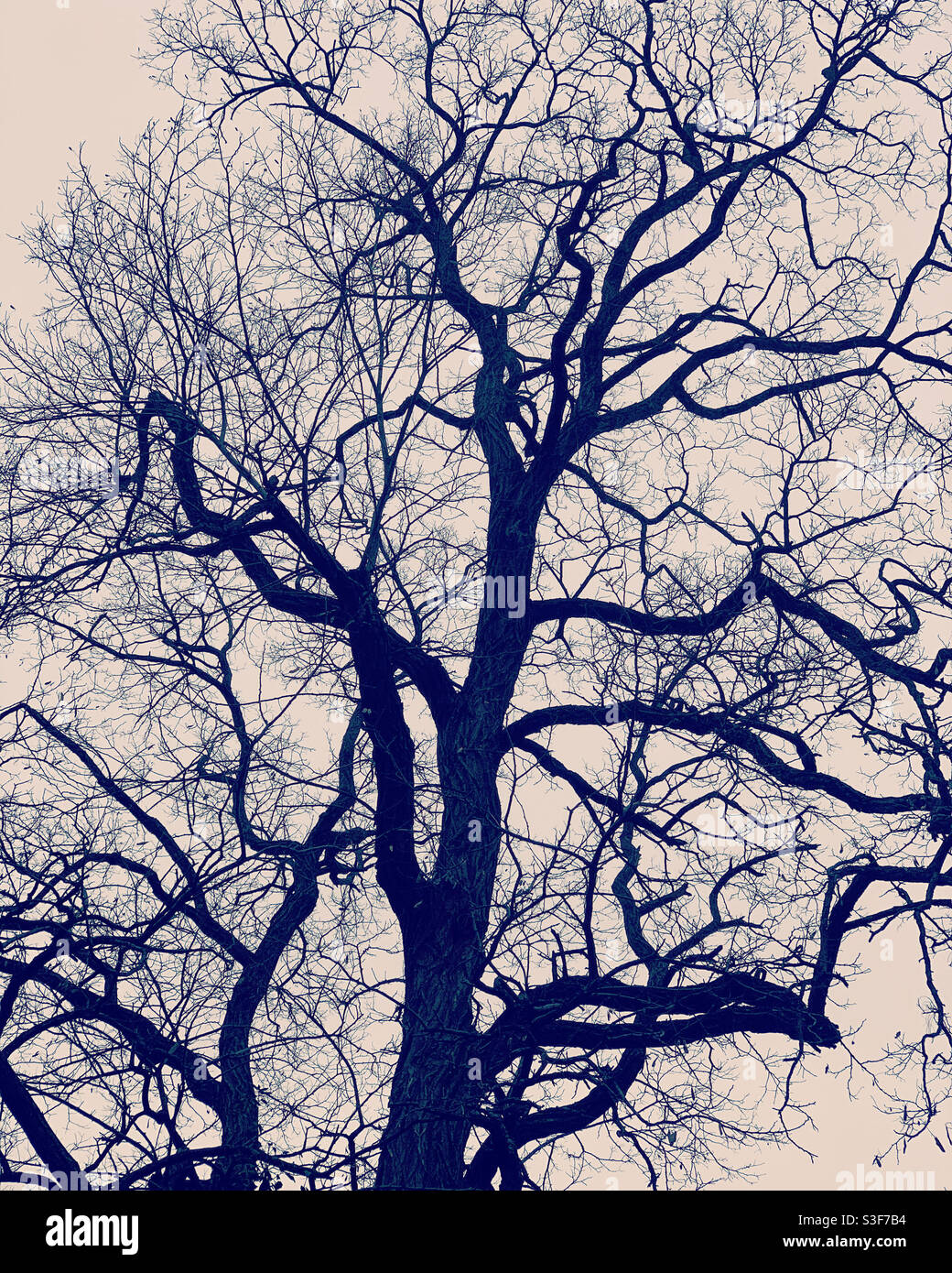 I rami degli alberi in inverno Foto Stock