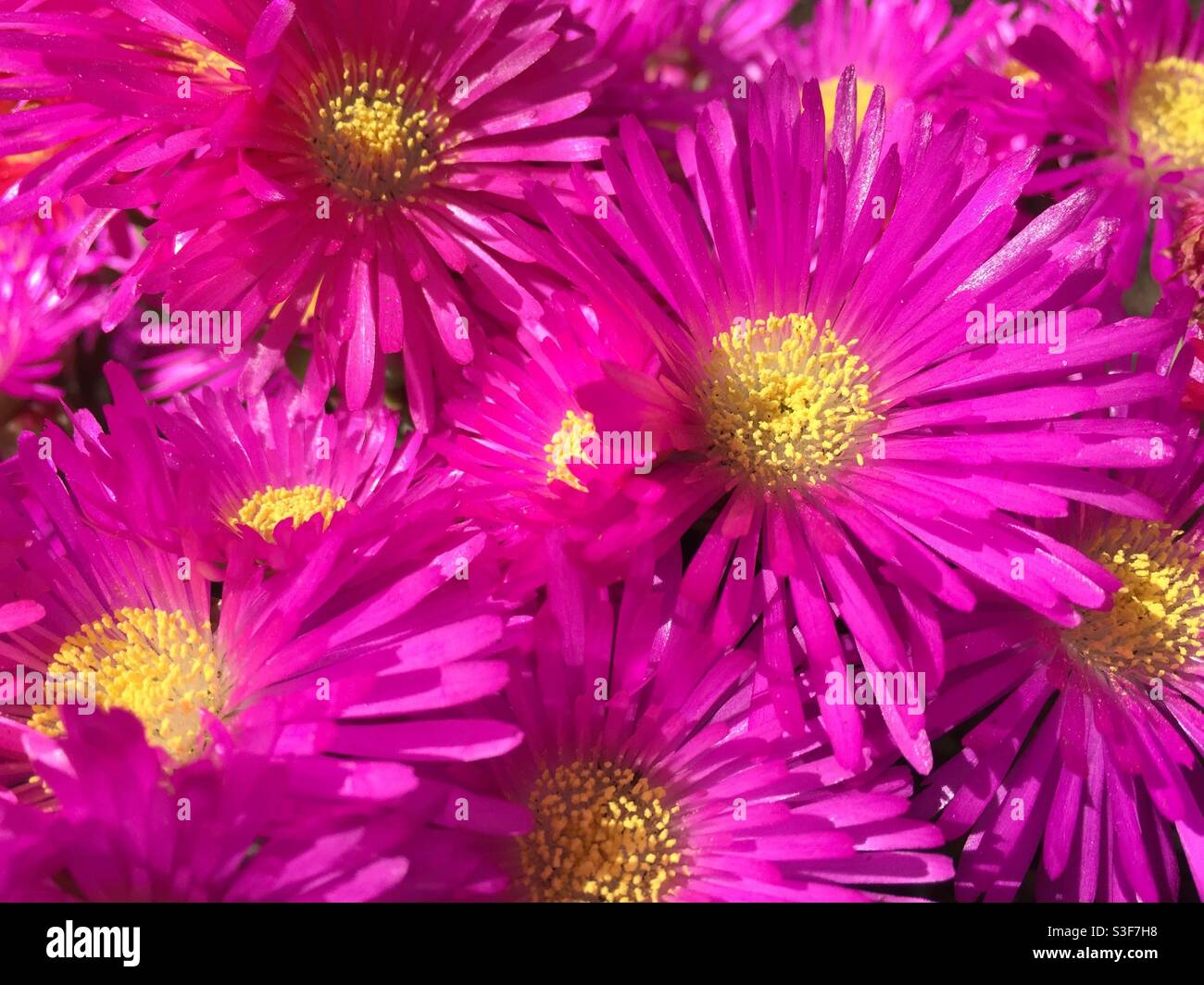Un gruppo stretto di fiori rosa intensi con petali stretti e centri gialli. Foto Stock