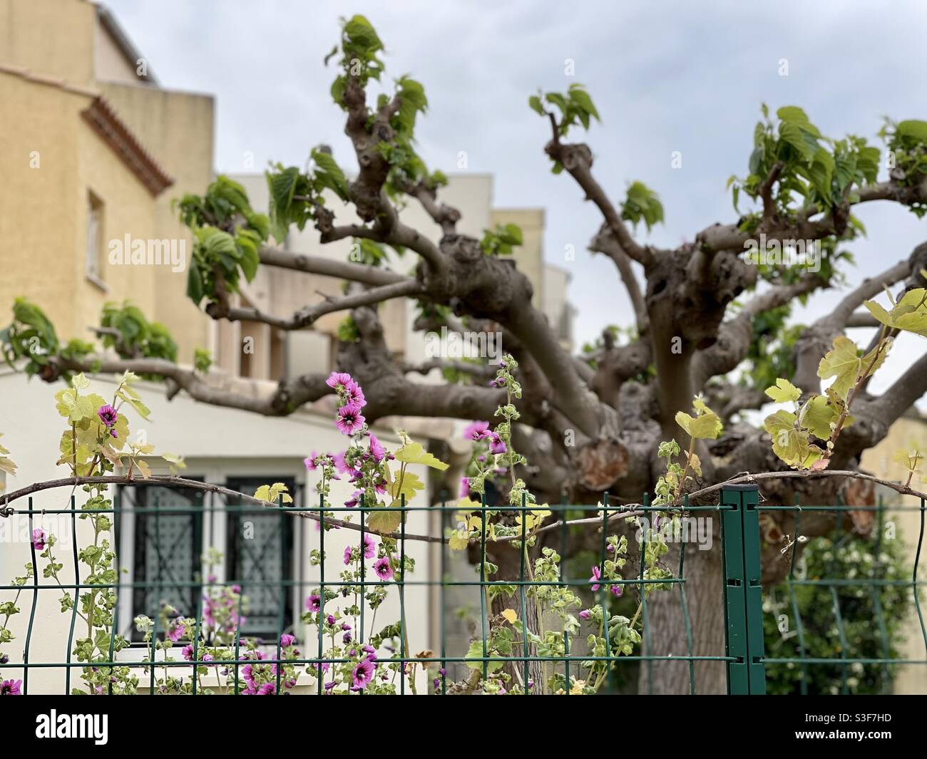 Fiori viola e rosa su una recinzione di fronte a una casa, Palavas les Flots, vicino a Canon Plage e Montpellier, Occitanie, a sud della Francia Foto Stock