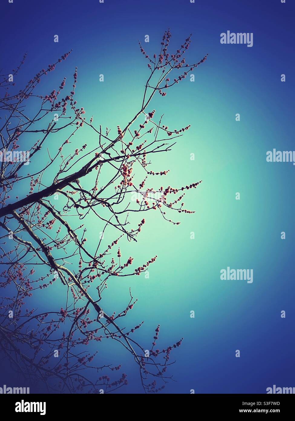 Boccioli di primavera rosa su un albero - Immagine stock catturata con smartphone