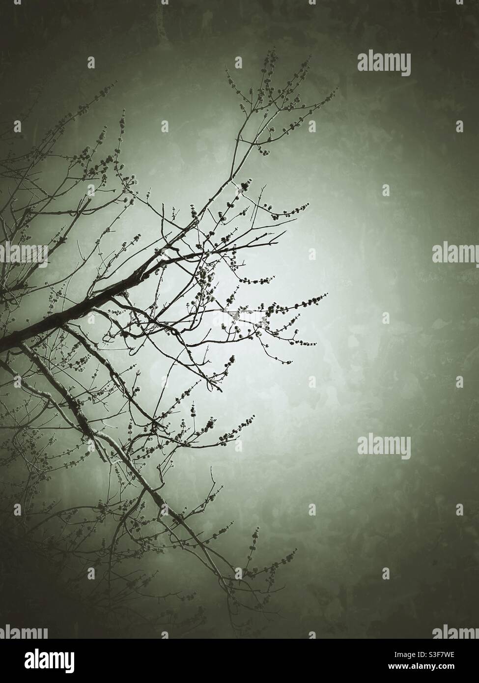 Immagine testurizzata di germogli primaverili su un albero su uno sfondo stellato. - Immagine stock catturata con smartphone