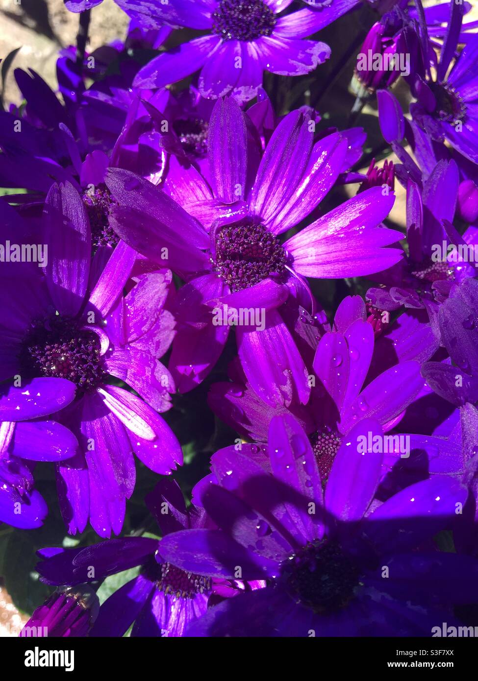 Cobalt Blue ibrido Senetti fiori dopo pioggia - Immagine stock catturata con smartphone