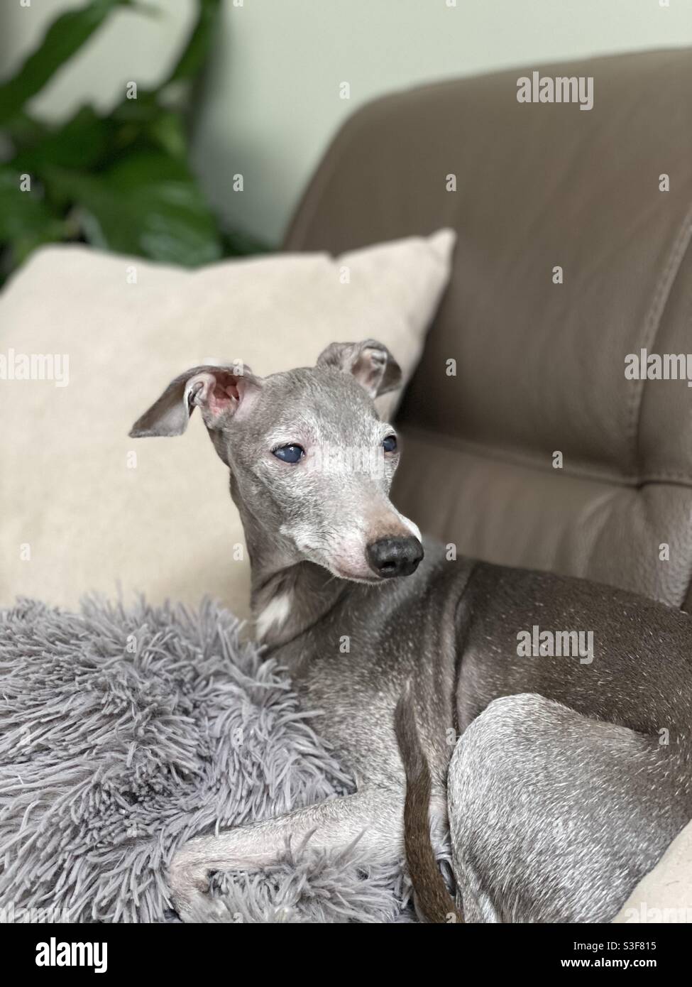 Cane seduto sul divano in pelle con tiro grigio aggy, con cuscino sullo sfondo. Foto Stock