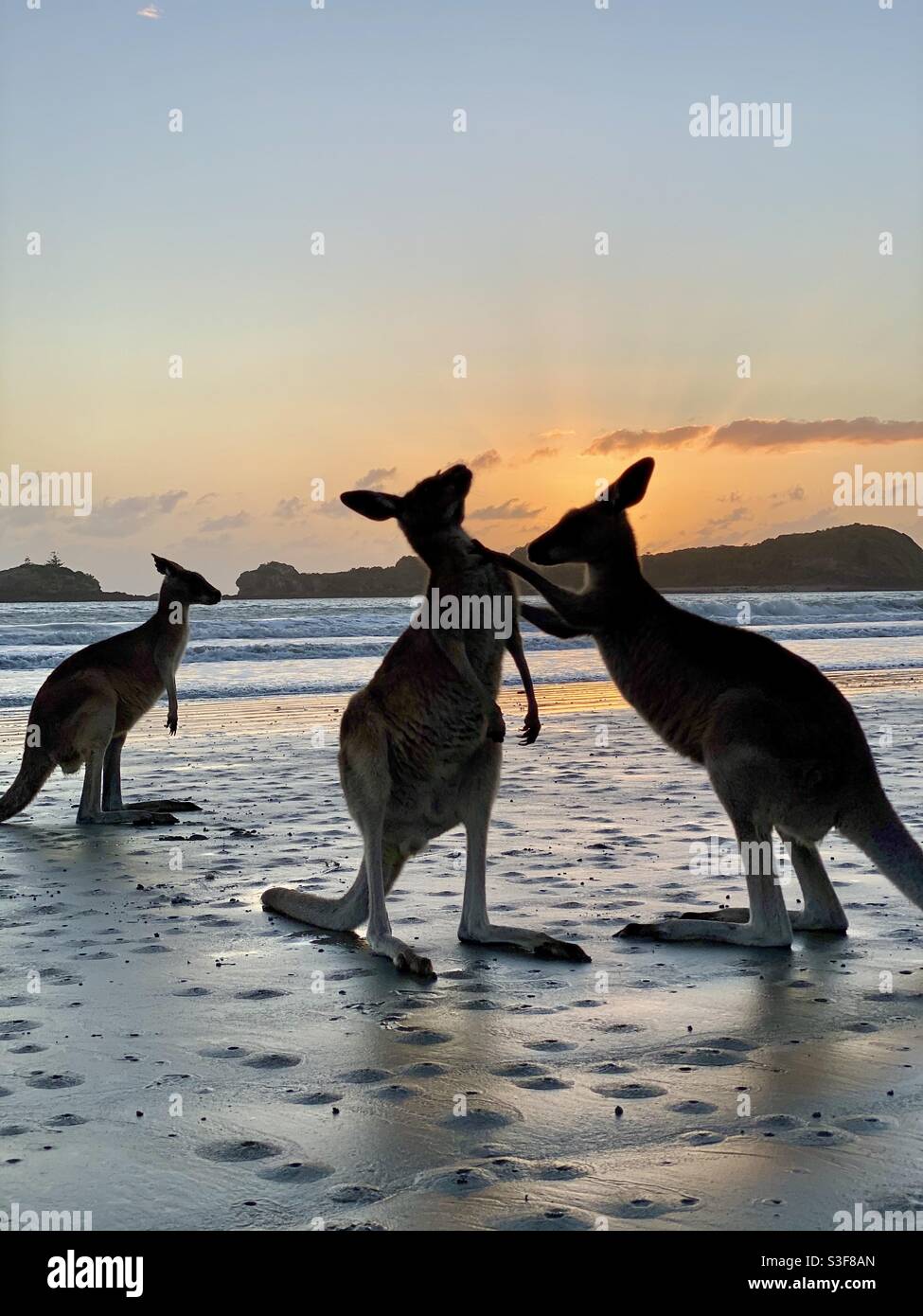 Canguri che hanno un disaccordo sulla spiaggia all'alba, Capo Hillsborough, Australia. Foto Stock