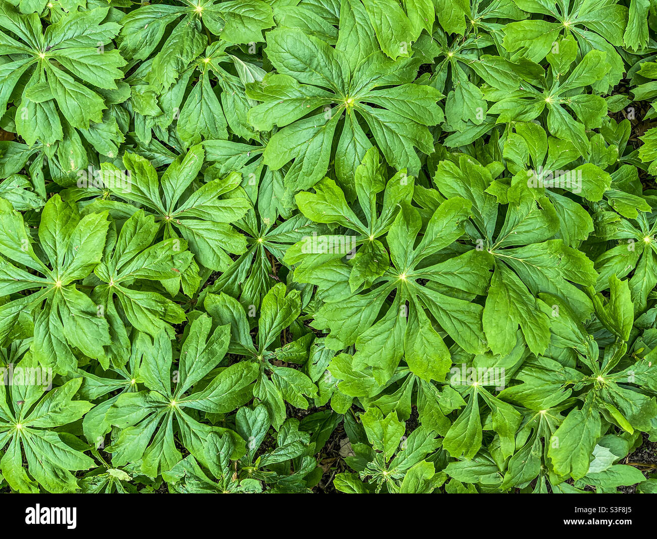 Mayapple (Podophyllum peltatum) che copre il terreno. Foto Stock