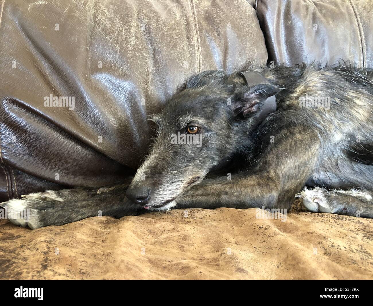 Deerhound su un divano in pelle Foto Stock