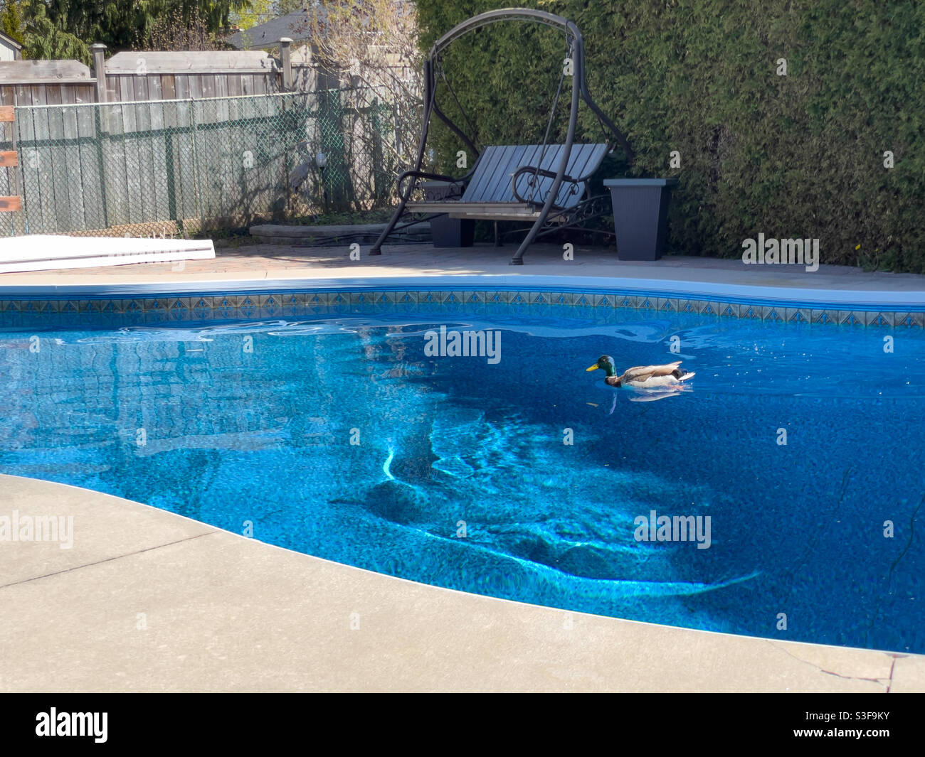 Mallard anatra dopo ‘datterraggio in piscina, con un riflesso massiccio e un insieme di increspature. Foto Stock