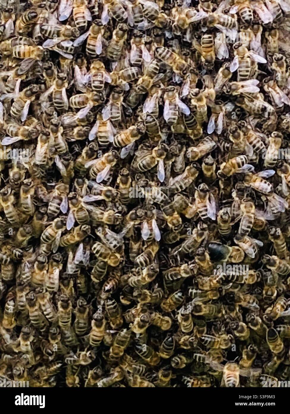 Uno sciame di api mellifere Foto Stock