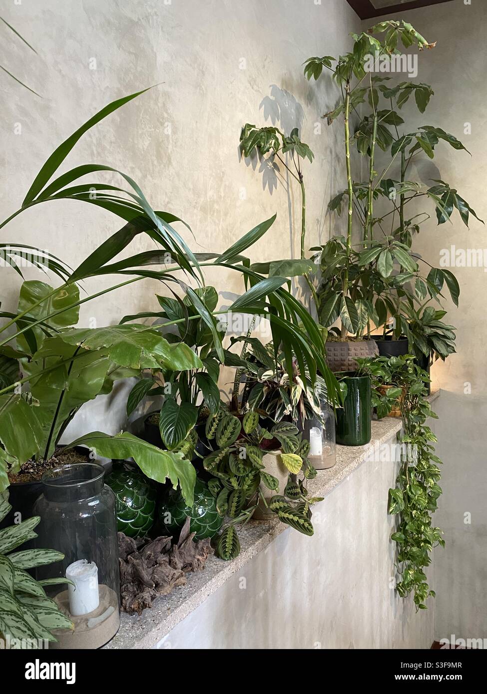 Houseplants contro muro di cemento - Immagine stock catturata con smartphone