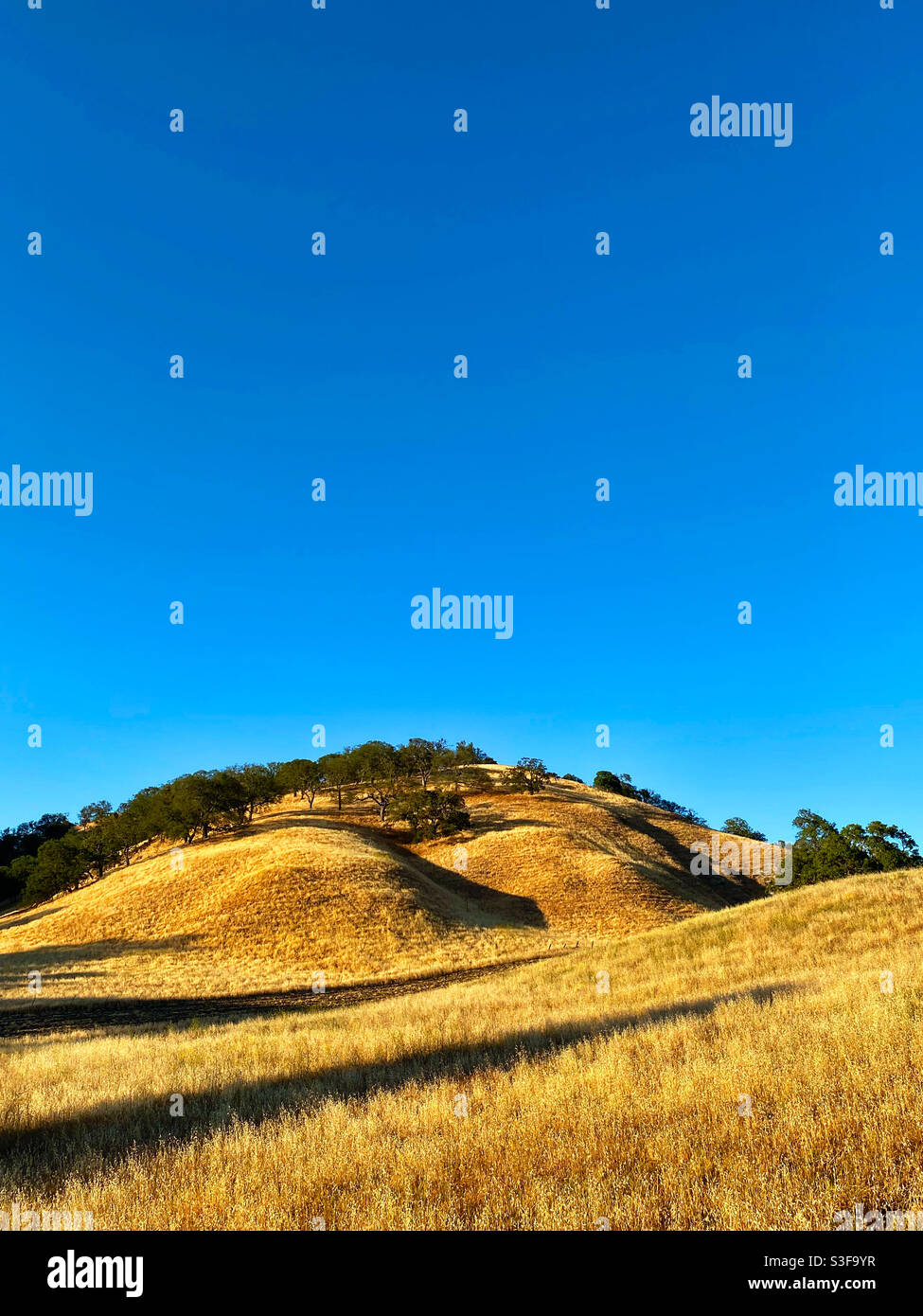 Colline asciutte con querce e cielo blu Foto Stock