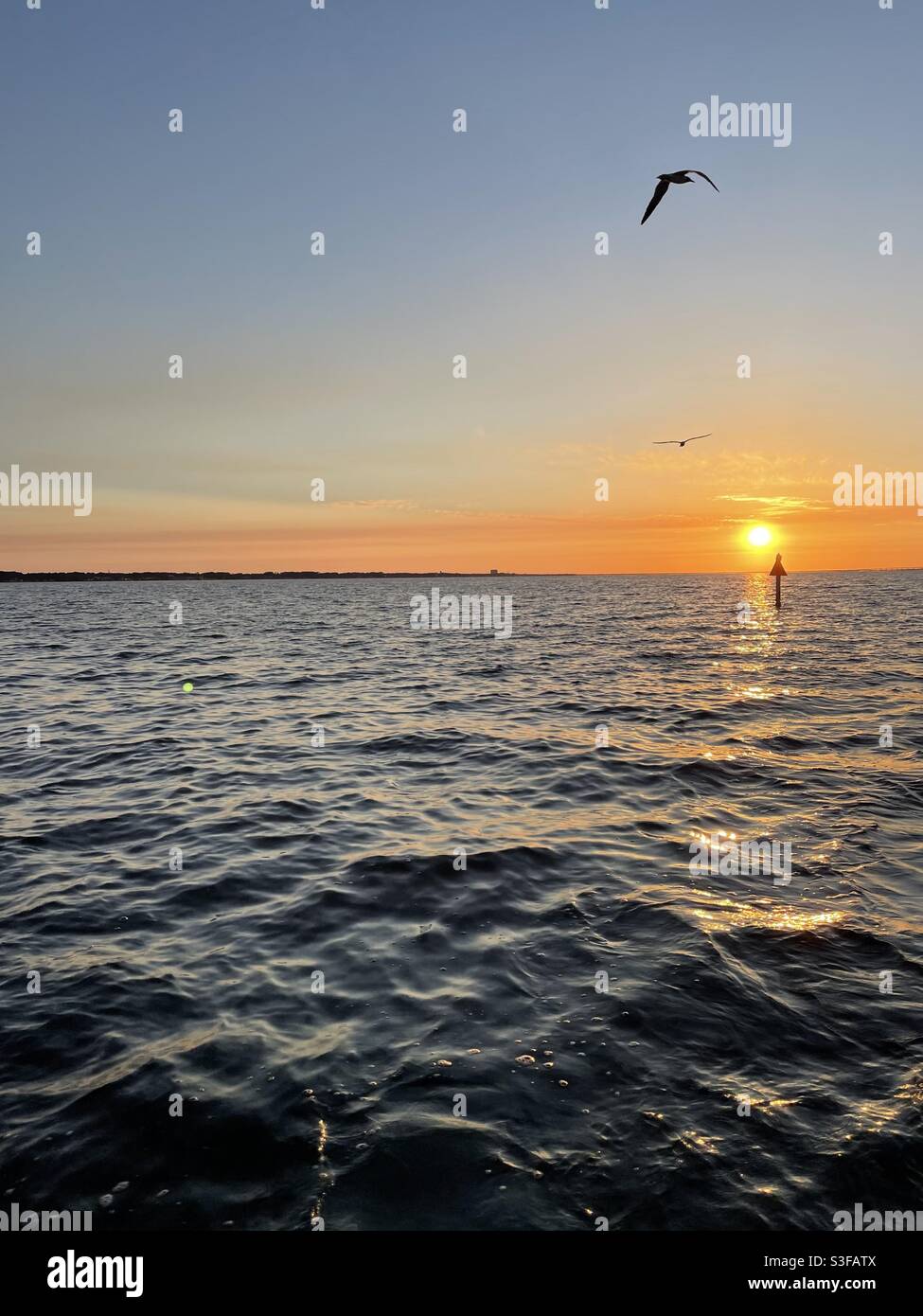 Silhouette volanti con tramonto dorato sul Golfo Del Messico acqua Florida Foto Stock