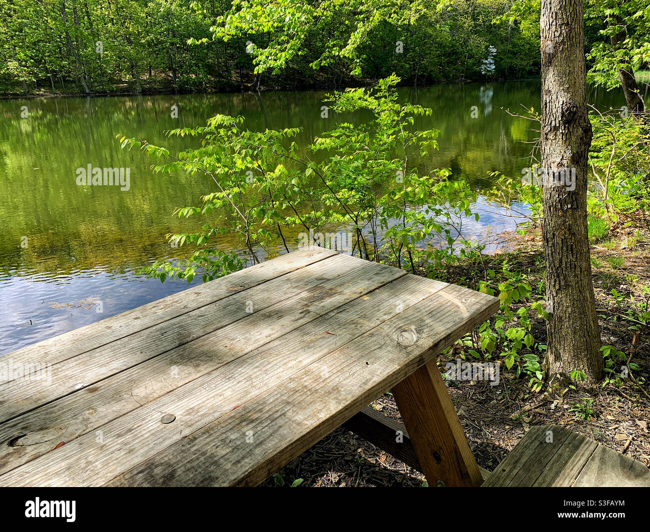 Tavolo da picnic vicino al lago ombreggiato fresco - Immagine stock catturata con smartphone