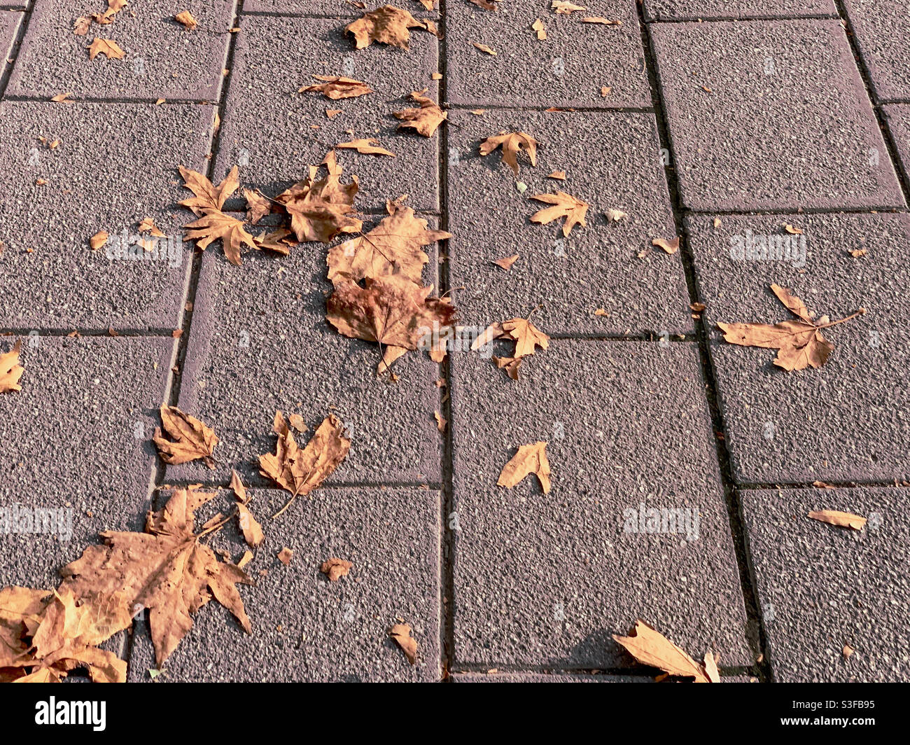 Foglie d'autunno brune sparse su un sentiero lastricato, Canberra ATTO Australia Foto Stock