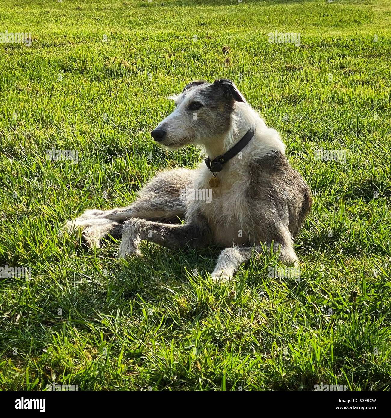 Cane Lurcher che riposa sull'erba Foto Stock