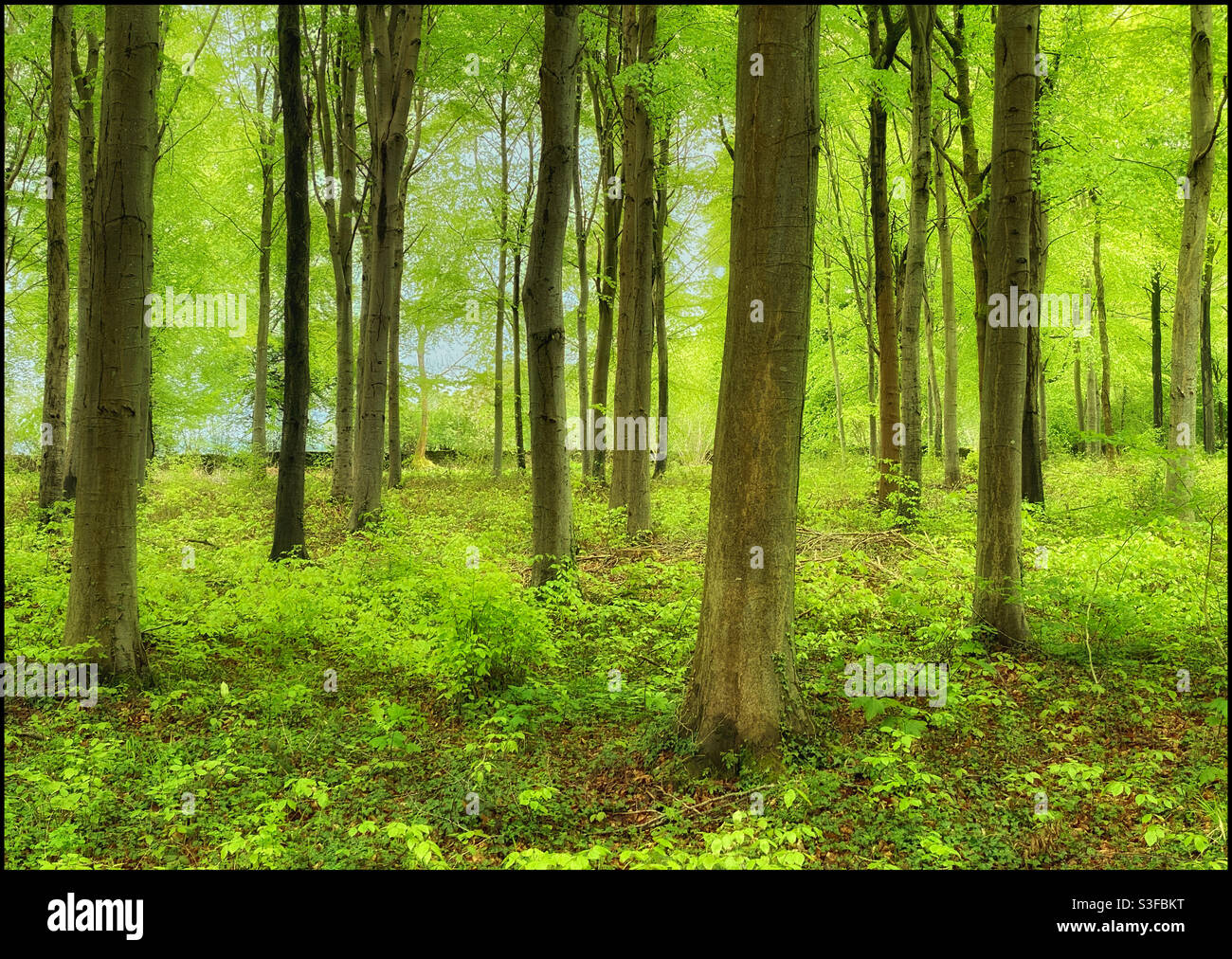 La nuova Primavera parte in una scena boschiva britannica. Nuova nascita, temperature più calde e più sole araldi estate. Credito fotografico - ©️ COLIN HOSKINS. Foto Stock