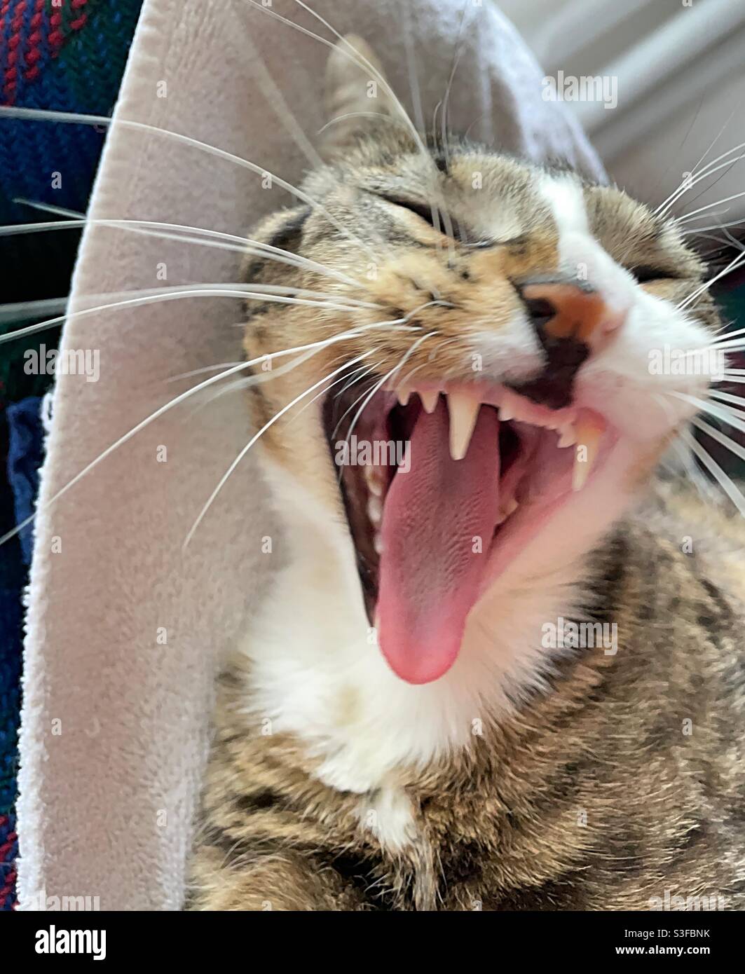 Il He-Cat sta urlando. - Immagine stock catturata con smartphone