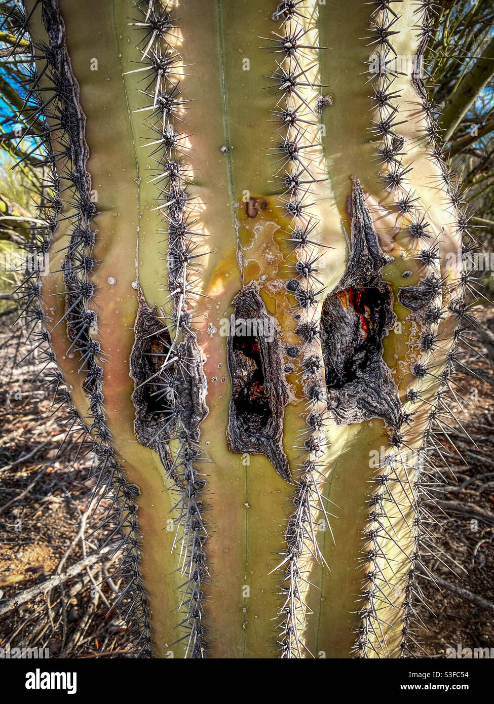 Primo piano danno di un cactus saguaro. Foto Stock