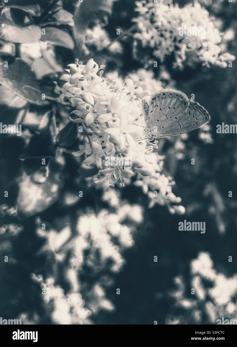 Holarctic azzurro farfalla luci su fiori privet Foto Stock