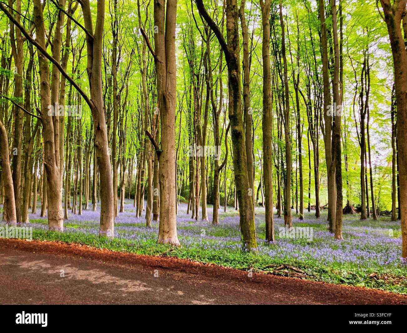 Bluebell wood accanto a una strada sterrata, Wrington Hill, Somerset Nord Foto Stock