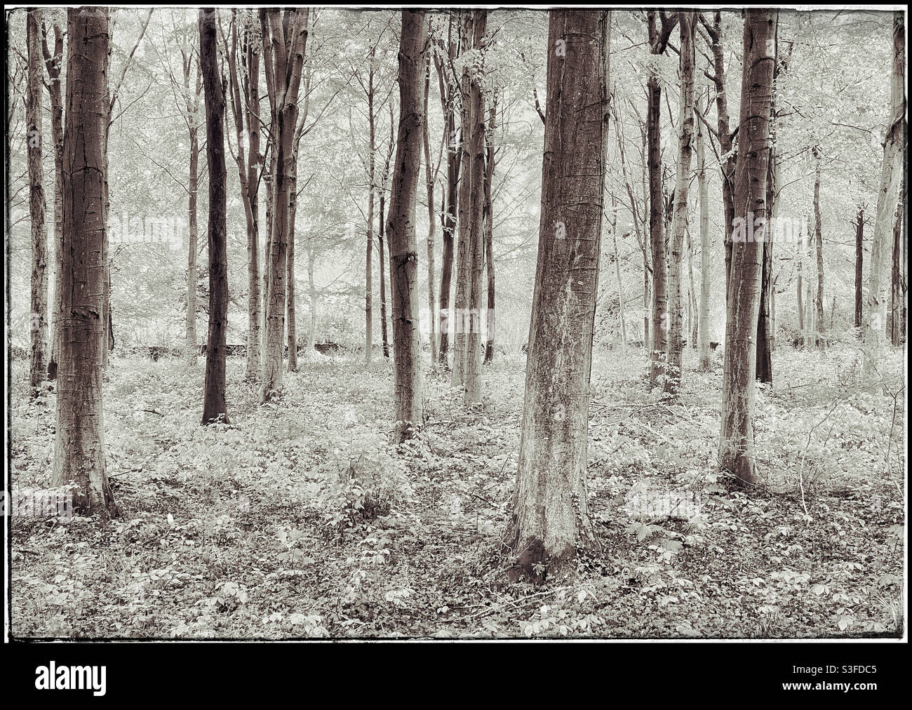 Immagine monocromatica effetto retro di una scena inglese boschiva. Un paesaggio tranquillo che richiama la pace e la felicità. Credito fotografico - ©️ COLIN HOSKINS. - Immagine stock catturata con smartphone