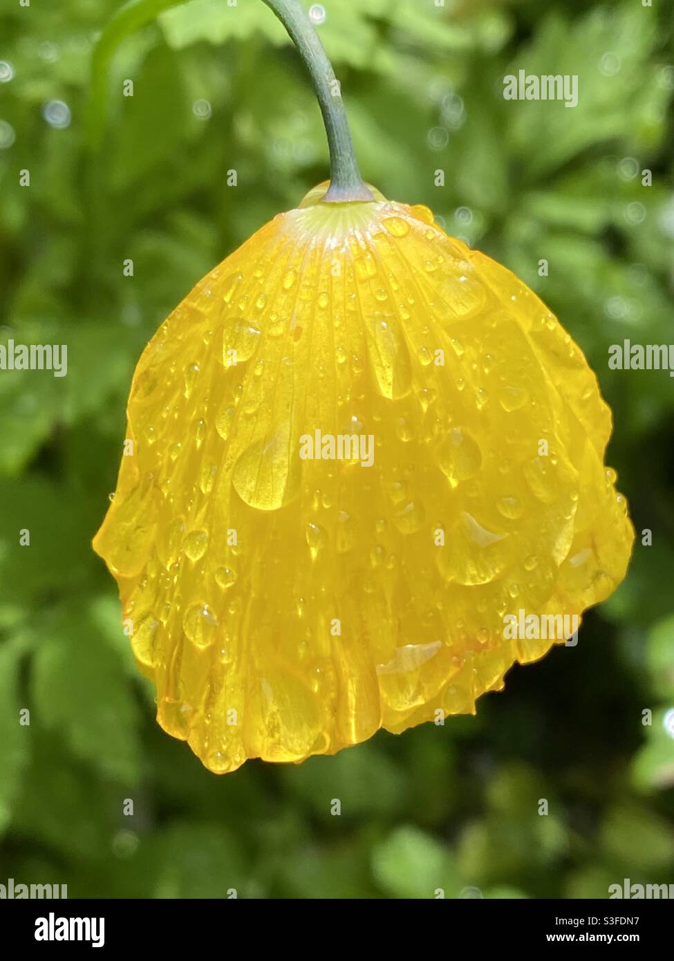 Papavero giallo petali bagnati che cadono con la pioggia Foto Stock