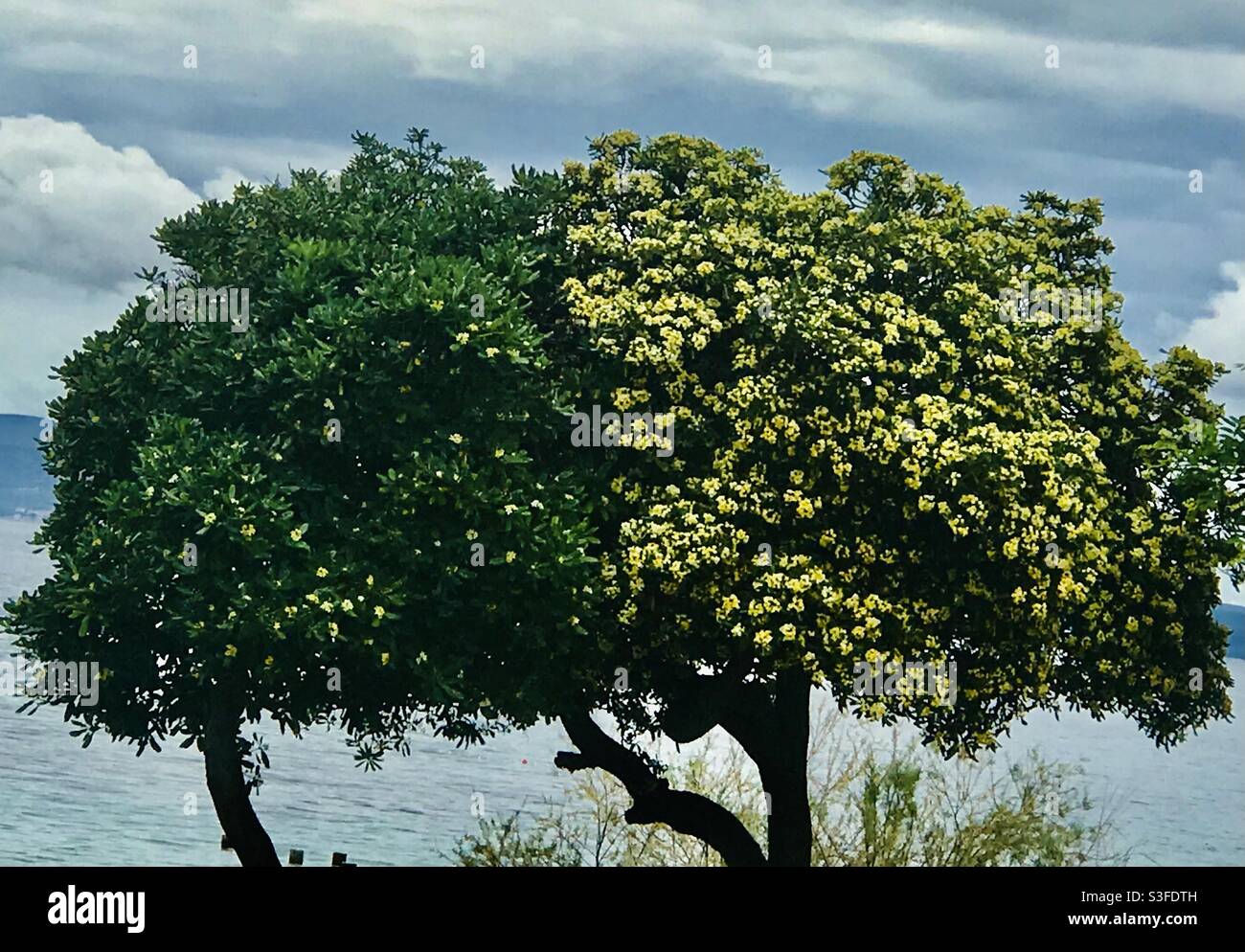 Un cespuglio verde e giallo a Spalato, Croazia Foto Stock