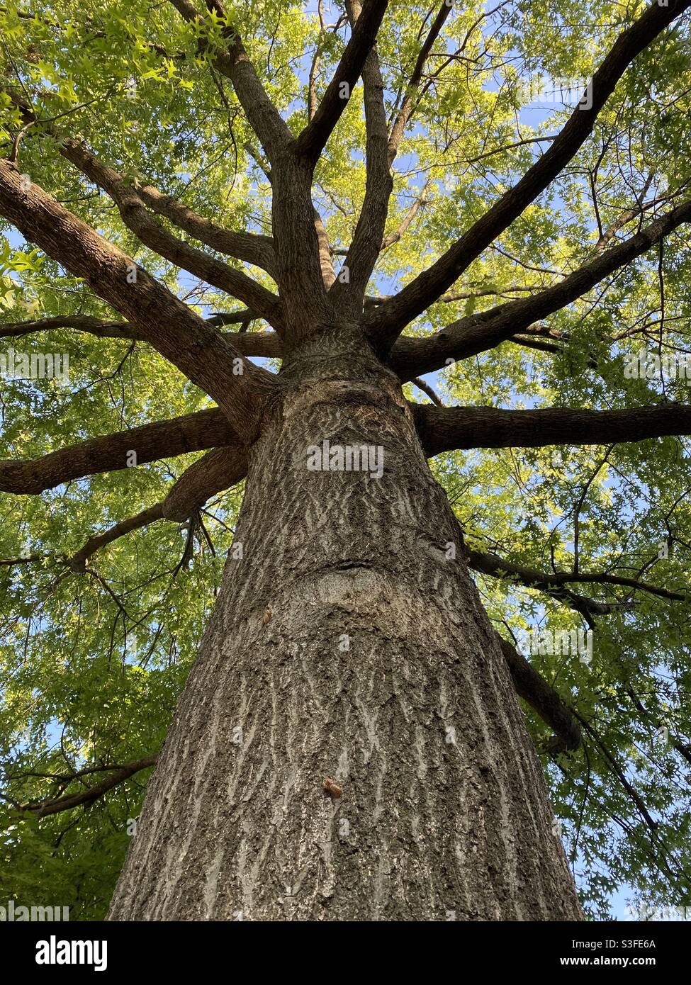 Vista ad angolo basso guardando il tronco di albero. - Immagine stock catturata con smartphone