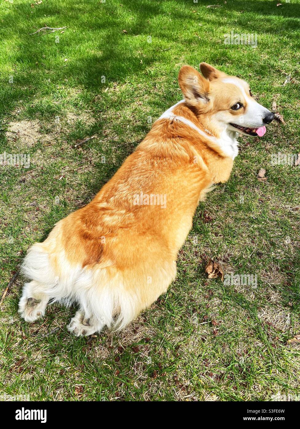 Un cane carino Corgi tese fuori erba. Foto Stock