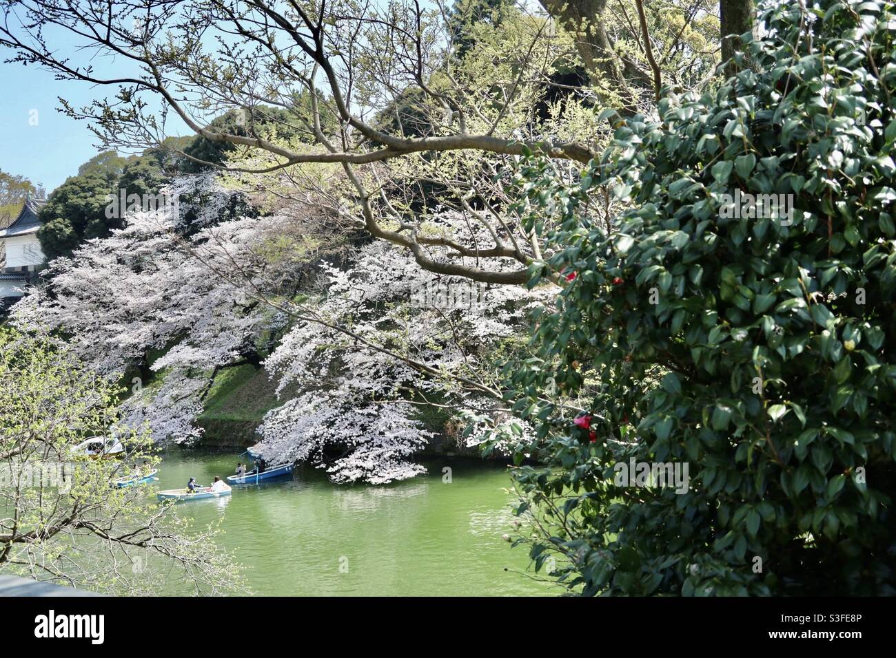 Una folla massiccia tra Nippon Budokan e il Santuario di Yasukuni il 26 marzo 2021, a causa del Cherry Blossom Festival. Chidorigaguchi e Kitanomaru Park, Tokyo siamo pieni di persone. Foto Stock