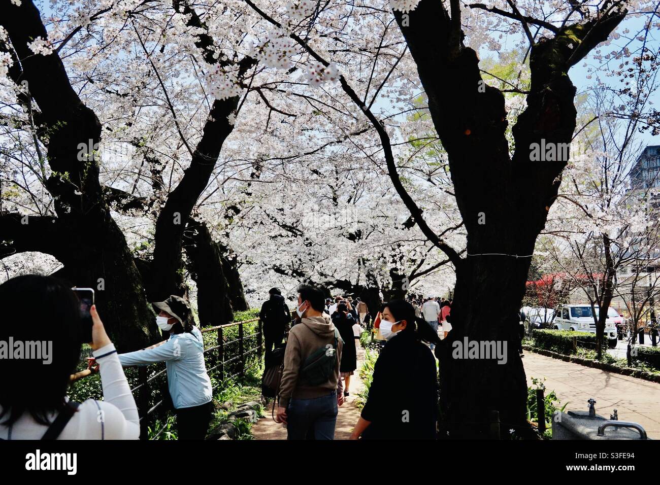 Una folla massiccia tra Nippon Budokan e il Santuario di Yasukuni il 26 marzo 2021, a causa del Cherry Blossom Festival. Chidorigaguchi e Kitanomaru Park, Tokyo siamo pieni di persone. Foto Stock