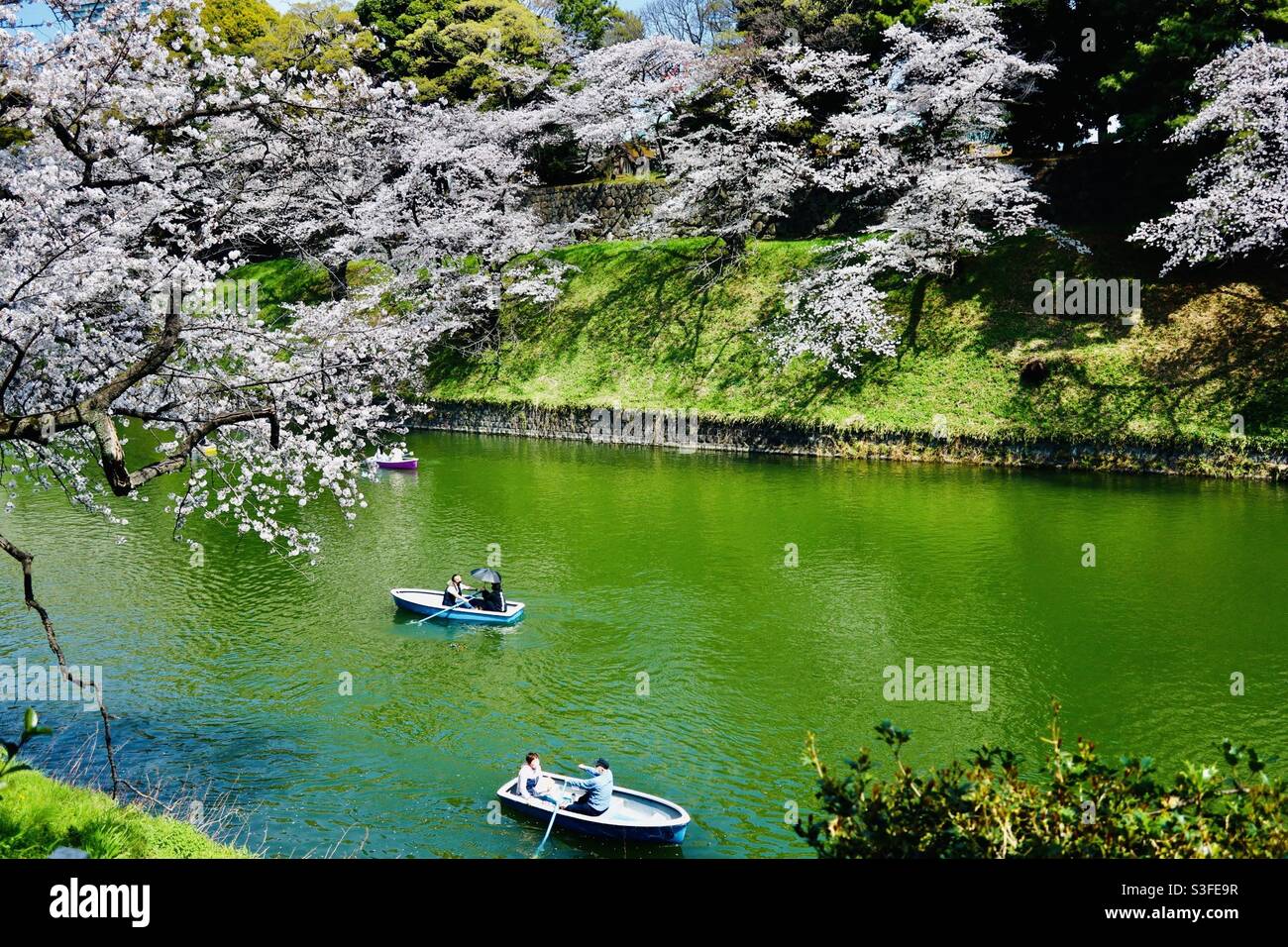 Una folla massiccia tra Nippon Budokan e il Santuario di Yasukuni il 26 marzo 2021, a causa del Cherry Blossom Festival. Chidorigaguchi e Kitanomaru Park, Tokyo siamo pieni di persone. Foto Stock