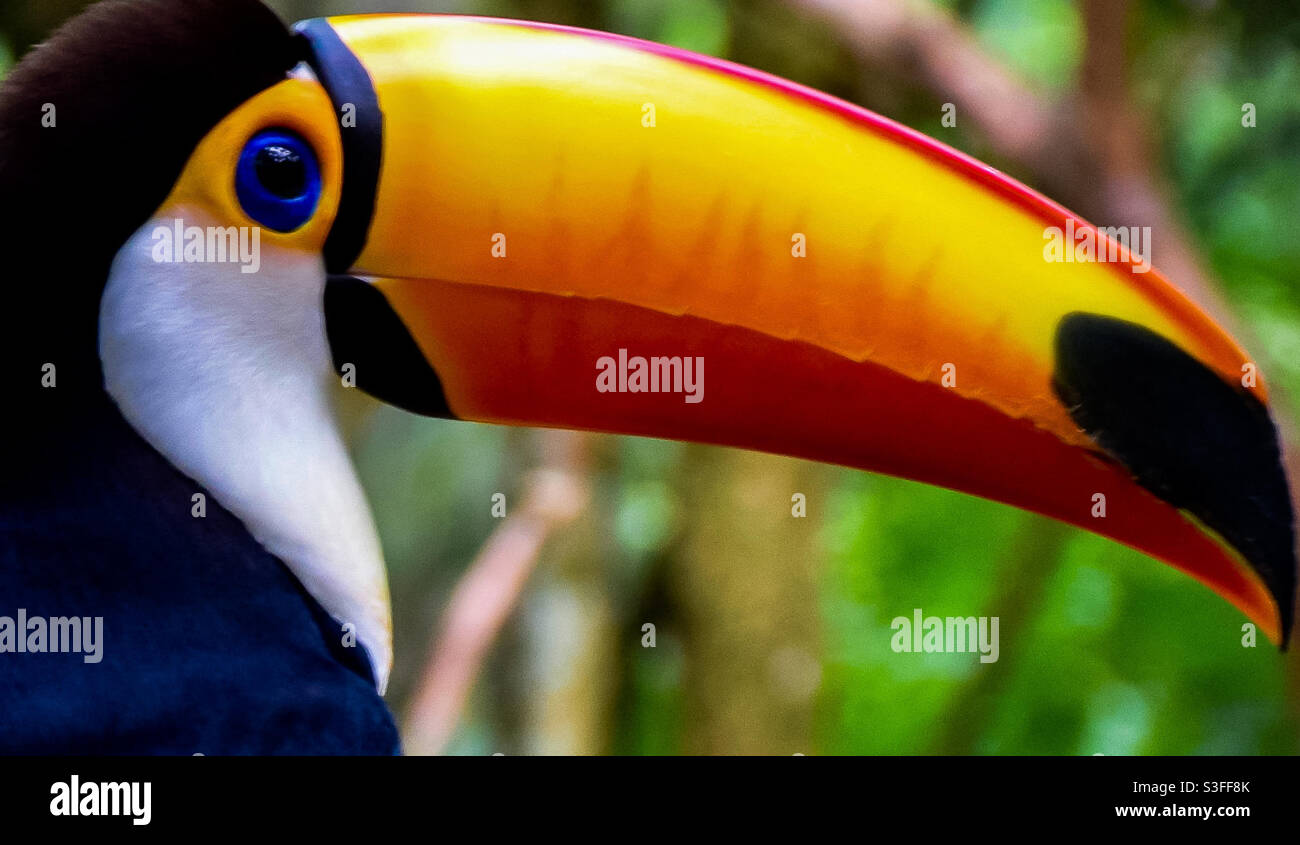 Toucan nella foresta atlantica Foto Stock