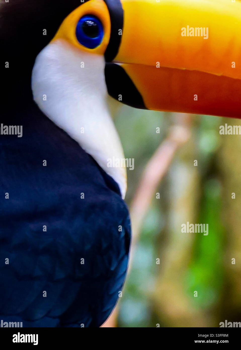 Toucan primo piano nella foresta atlantica Foto Stock