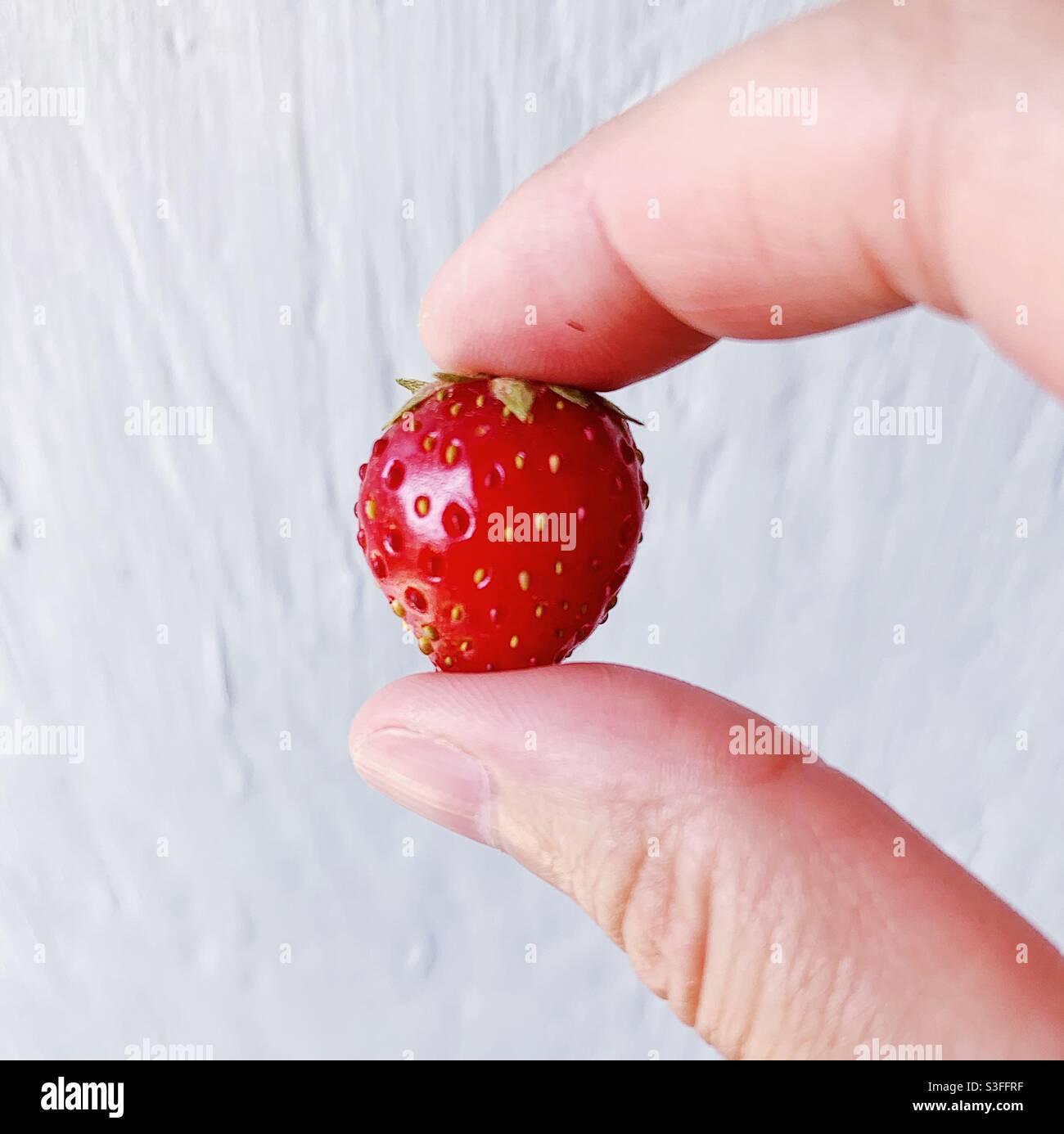 La più piccola, la più fresca, la più gustosa, la fragola del giardino Foto Stock